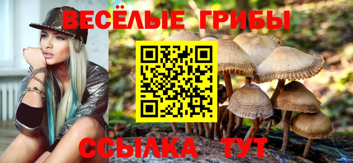 Псилоцибиновые грибы Cubensis Курчалой